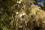 Pond Cypress